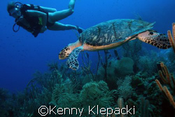 East Chute - Cayman Brac - Depth of 60ft, water temp 85, ... by Kenny Klepacki 